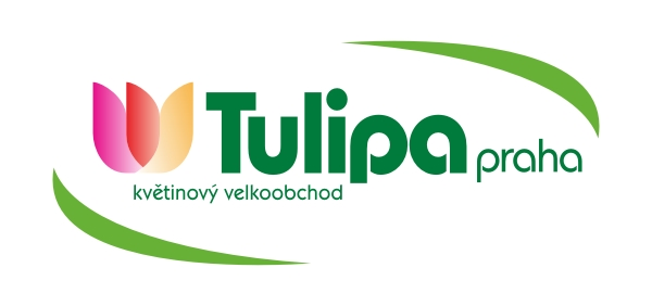 Tulipa